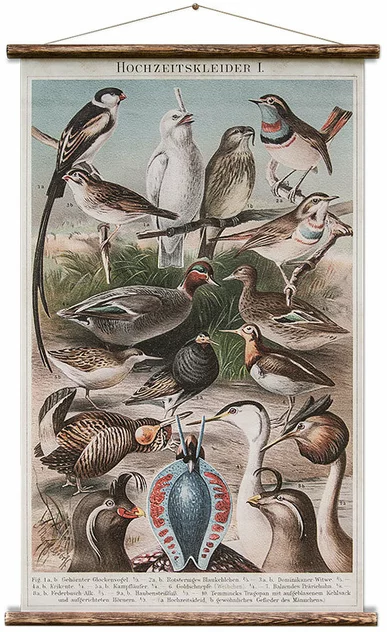 Educational Poster Birds - Erstwhile