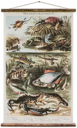 Vintage Fish Card - Erstwhile