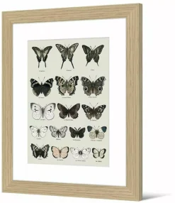 PÔDEVACHE Framed Picture Papilio 40x50 Cm Botanical Retro - Pôdevache