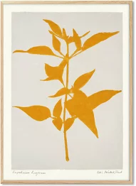 Capsicum Annuum II Poster 30 x 40 cm PrintedPlant - PSTR Studio - Image 4