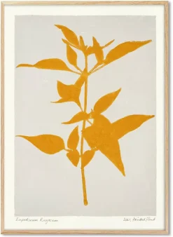 Eupatorium Rugosum Poster 30 x 40 cm PrintedPlant - PSTR Studio