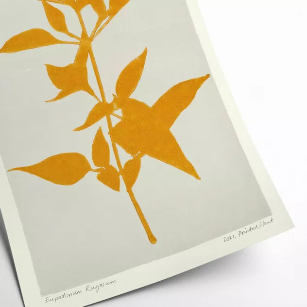 Eupatorium Rugosum Poster 30 x 40 cm PrintedPlant - PSTR Studio - Image 2