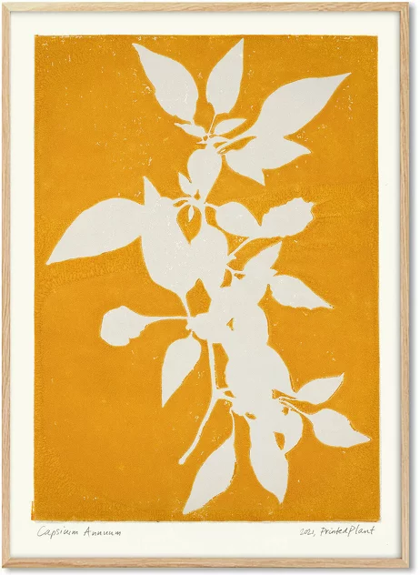 Capsicum Annuum II Poster 30 x 40 cm PrintedPlant - PSTR Studio