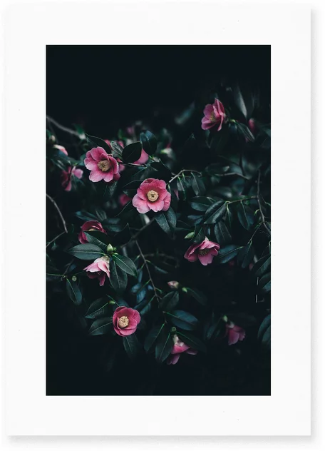 Poster Flowers - Le Renard