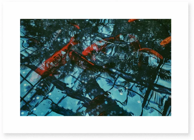 Poster Tropical Fishes - Le Renard