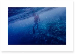 Educational Poster Insect - Blue-Shaker - Image 7