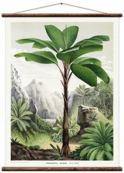 Vintage Wall Chart Flores Des Serres - Erstwhile