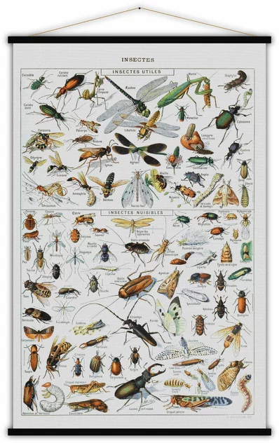 Educational Poster Insect - Blue-Shaker