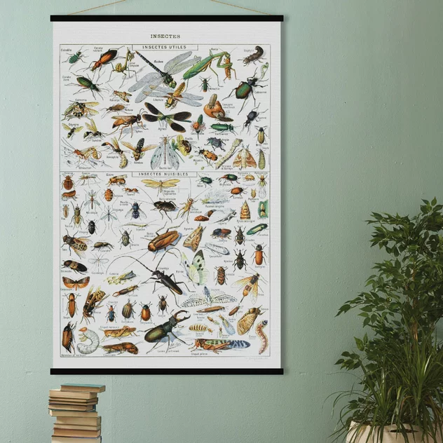 Educational Poster Insect - Blue-Shaker - Image 2