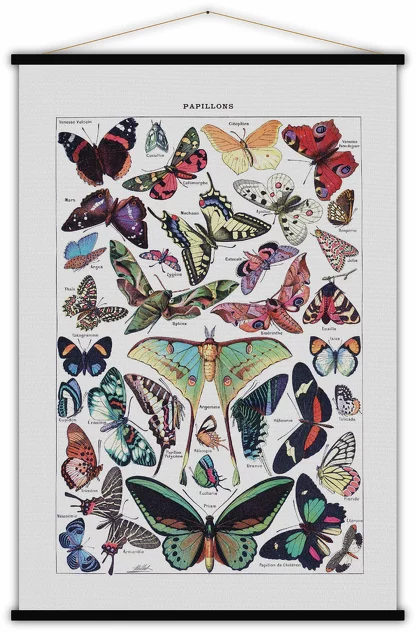 Educational Poster Butterflies - Blue-Shaker