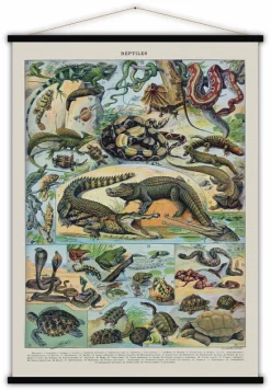 Educational Poster Reptiles - Blue-Shaker