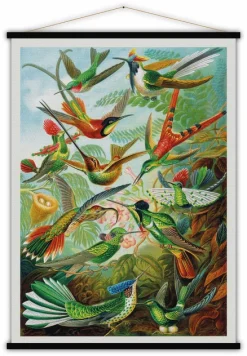 Educational Poster Trochilidae - Blue-Shaker