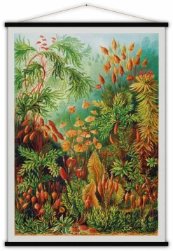 Educational Poster Muscinae - Blue-Shaker