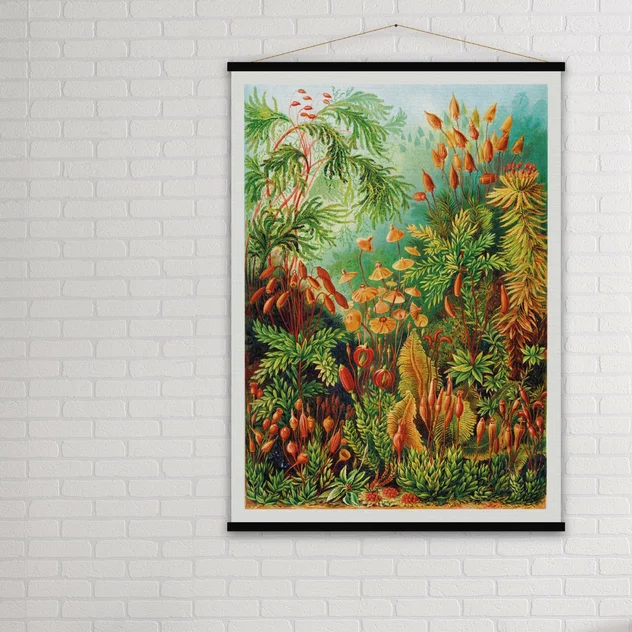 Educational Poster Muscinae - Blue-Shaker - Image 2