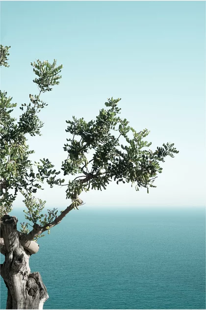 Poster SEASIDE OAK - David & David Studio
