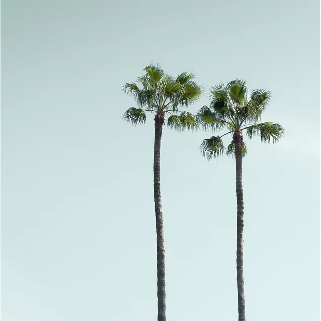 Poster LOS ANGELES PALM TREES - David & David Studio - Image 2